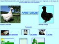 Aristosoie : poule soie, coq et poussin